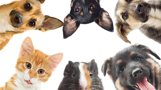 قانون نگهداری حیوانات خانگی در آپارتمان